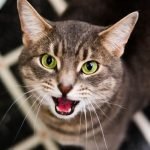 Почему коты панически боятся фена и пылесоса ➤ Infotime.co