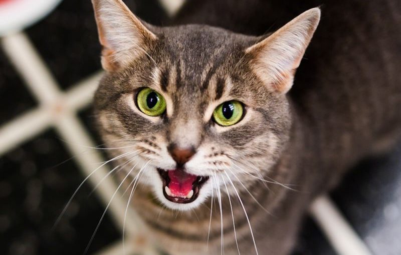 Чому коти панічно бояться фена і пилососа ➤ Infotime.co