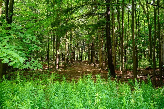 Мужчина вошел в заброшенный дом в лесу: что увидел там (фото)