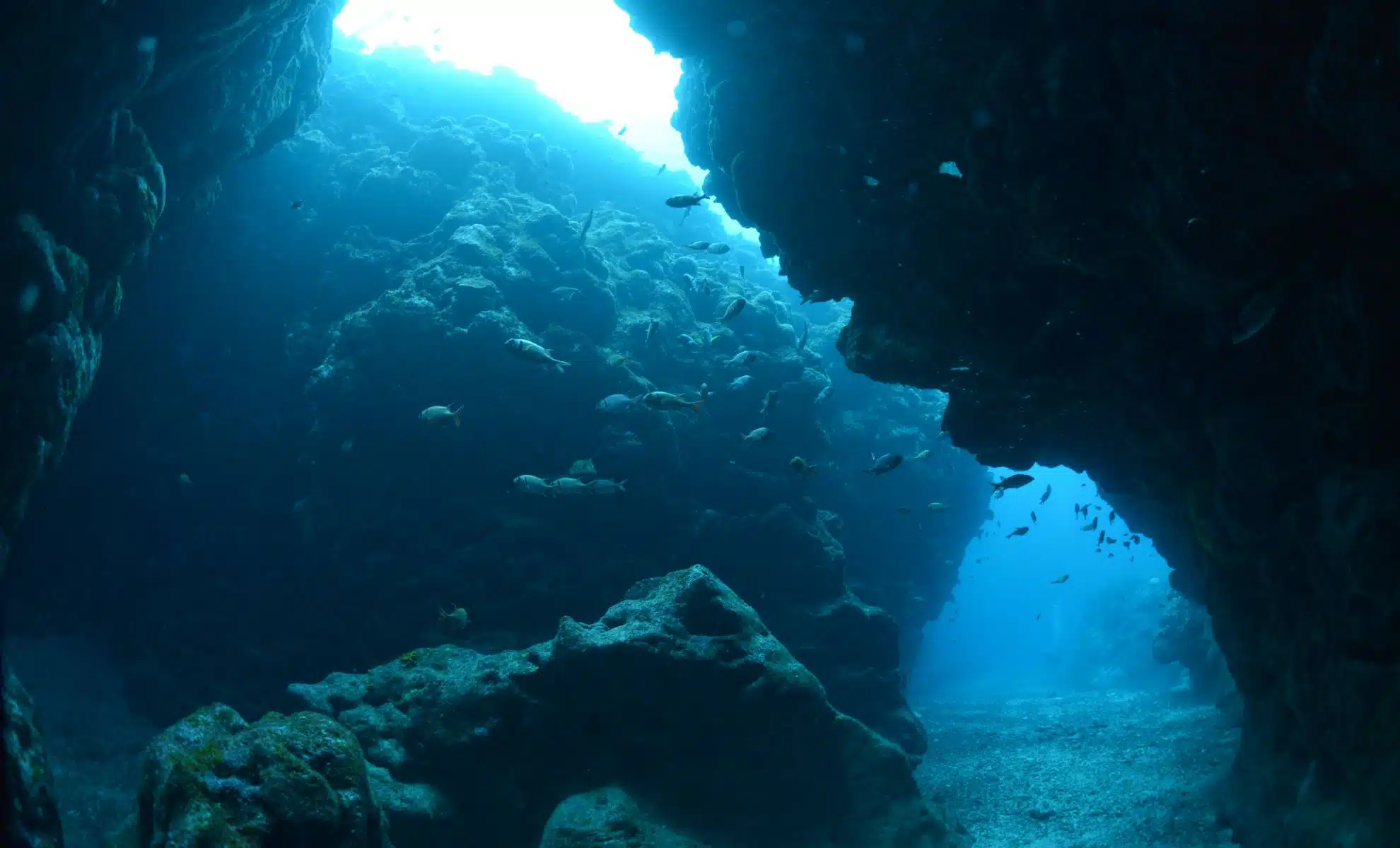 У підводній печері знайшли вимерлих істот льодовикового періоду (фото) ➤ Infotime.co