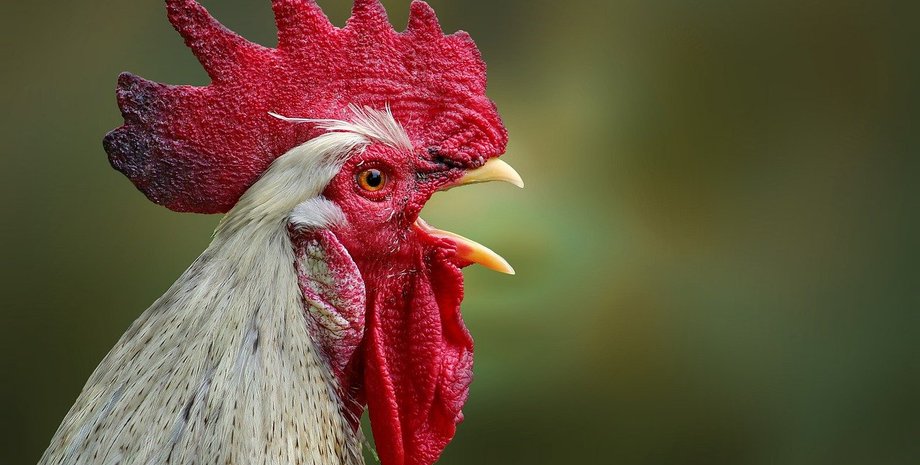 Что такое «петуховое яйцо» и можно ли его есть