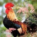 Что такое «петуховое яйцо» и можно ли его есть ➤ Infotime.co