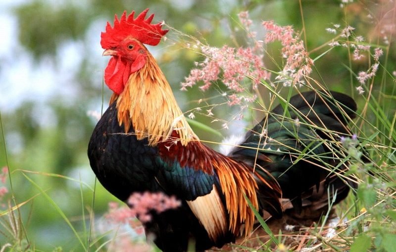 Что такое «петуховое яйцо» и можно ли его есть ➤ Infotime.co