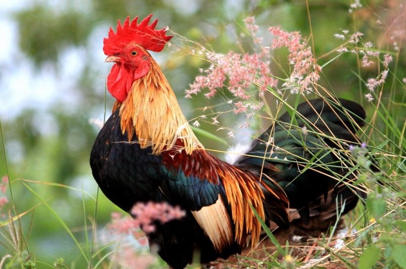 Что такое «петуховое яйцо» и можно ли его есть ➤ Infotime.co