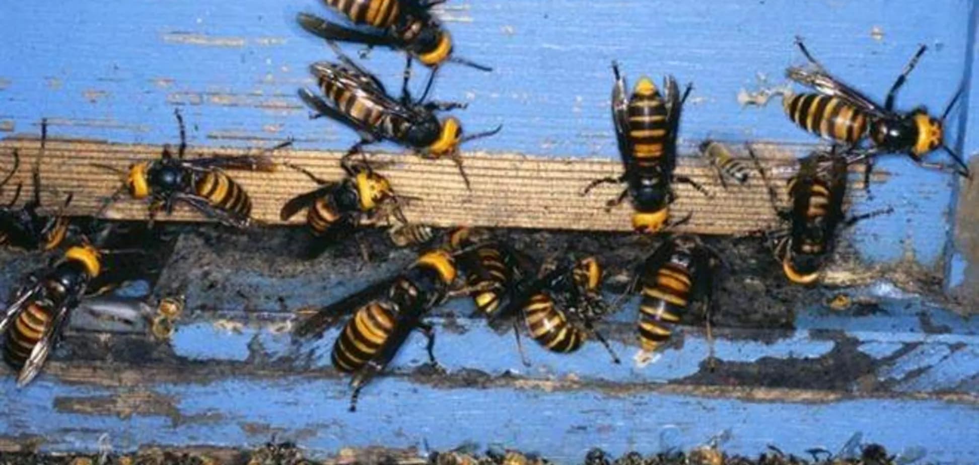 Жахлива трагедія на курорті: батько і син загинули від нападу шершнів