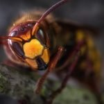 Ужасная трагедия на курорте: отец и сын погибли от нападения шершней ➤ Infotime.co