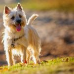 Породы собак, способных прогнать мышей и защитить дом от вредителей ➤ Infotime.co