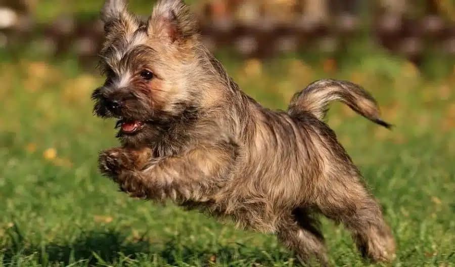 Породы собак, способных прогнать мышей и защитить дом от вредителей