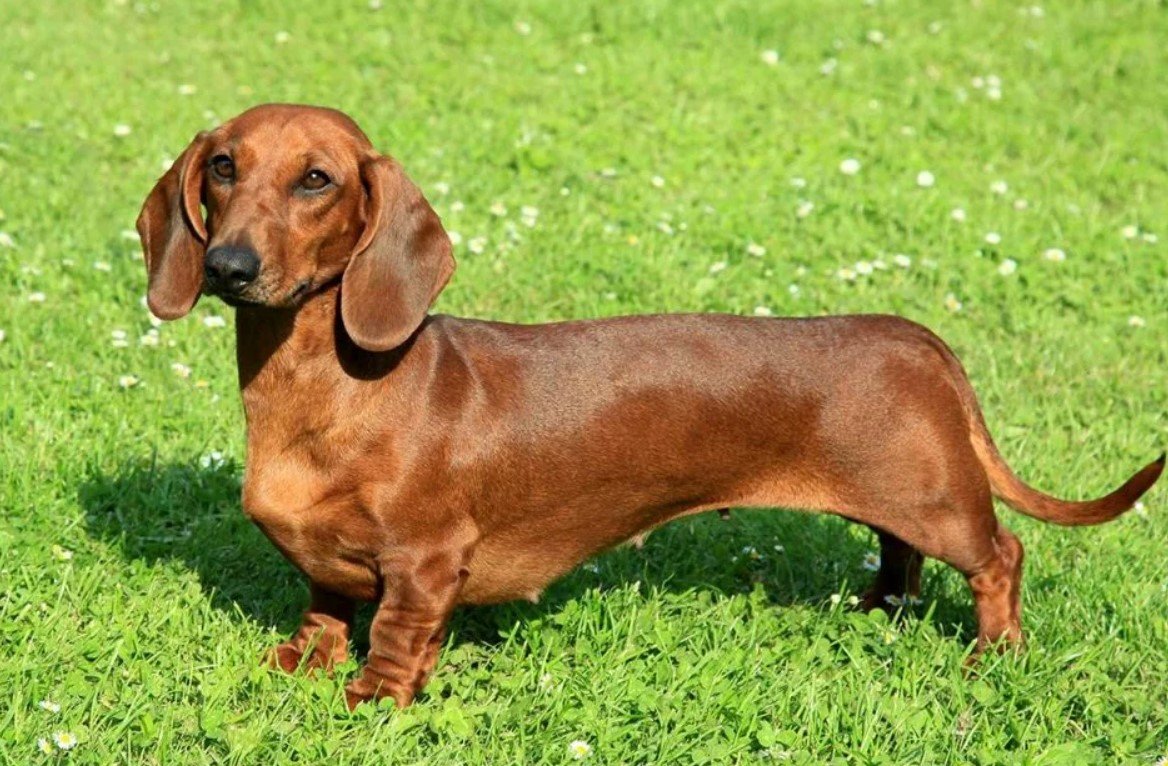 Породы собак, способных прогнать мышей и защитить дом от вредителей