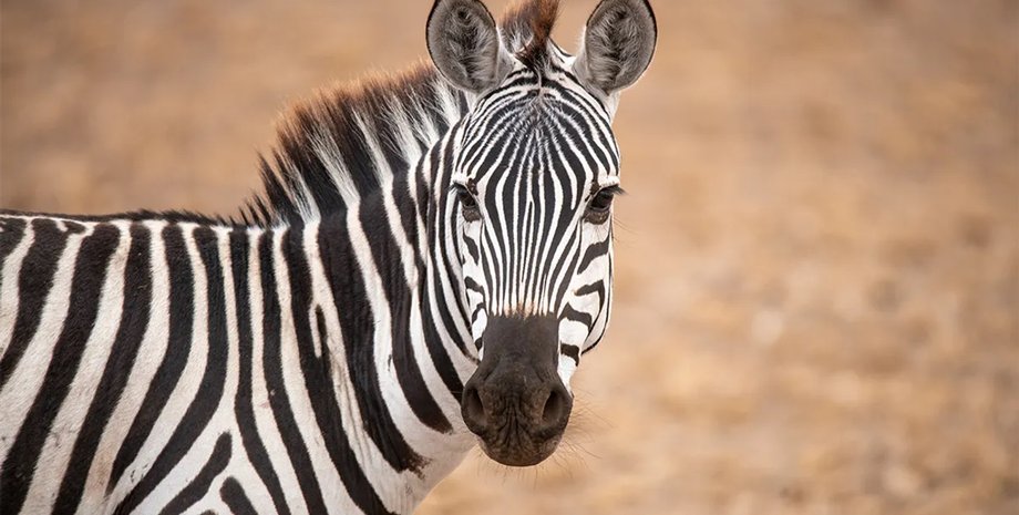 Чому люди не їздять на зебрах, як на конях