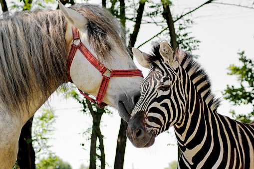 Чому люди не їздять на зебрах, як на конях