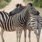 Чому люди не їздять на зебрах, як на конях ➤ Infotime.co