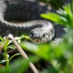 Необычные «туалетные привычки» змей и птиц: почему они не мочатся, как люди ➤ Infotime.co