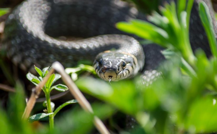 Незвичні «туалетні звички» змій і птахів: чому вони не мочаться, як люди ➤ Infotime.co