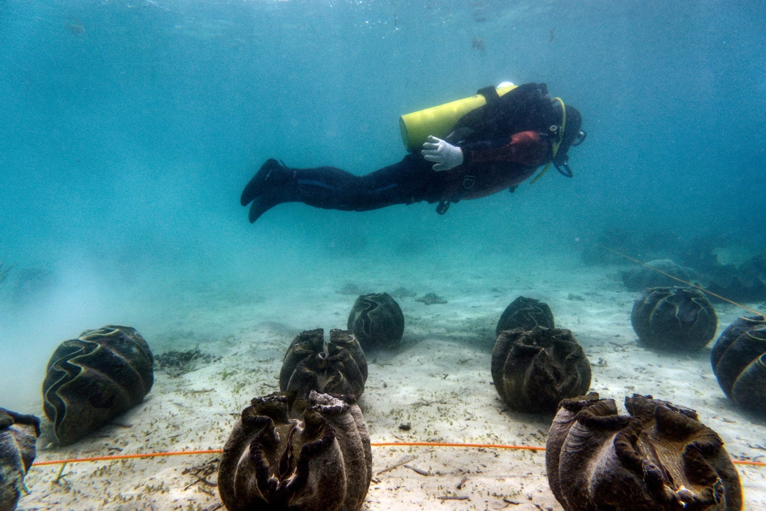 Ia mengangkat sesuatu yang menyerupai kerang raksasa ke dek. Namun, begitu ia mengintip ke dalam, rasa takut yang dingin menusuknya
