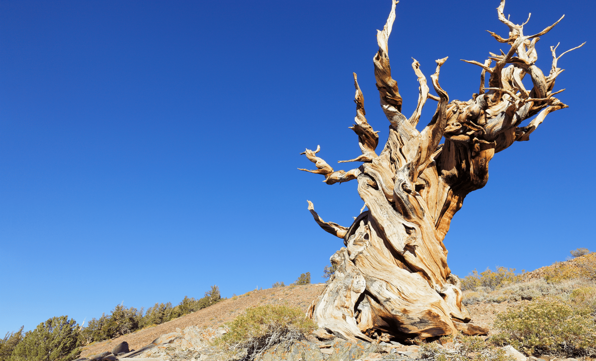 Из-за опрометчивости молодого ученого мир потерял старейшее дерево (видео)