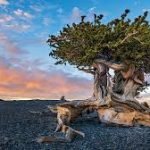 Из-за опрометчивости молодого ученого мир потерял старейшее дерево (видео) ➤ Infotime.co