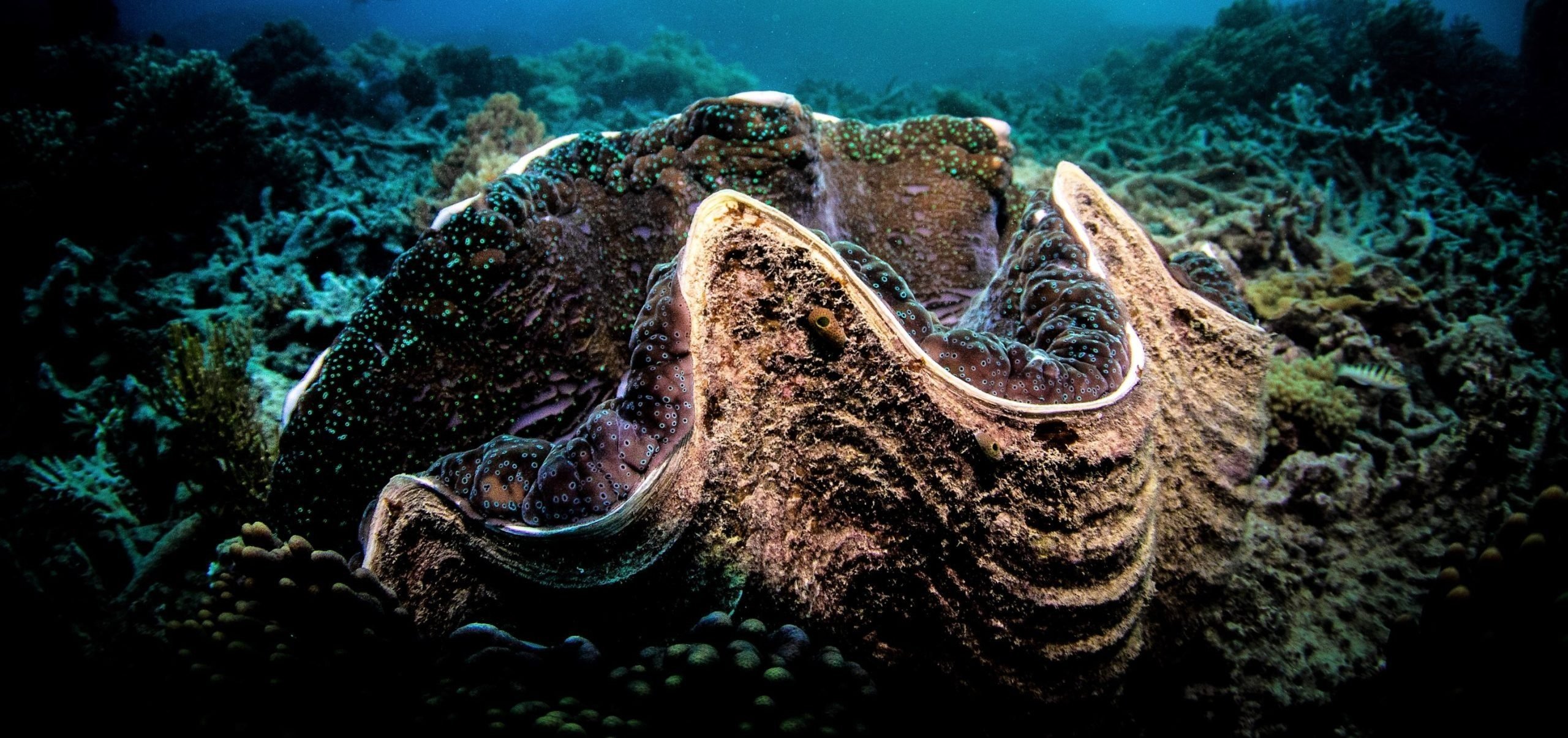 Ia mengangkat sesuatu yang menyerupai kerang raksasa ke dek. Namun, begitu ia mengintip ke dalam, rasa takut yang dingin menusuknya