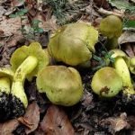 Перед Різдвом чоловік пішов по гриби та здивував знахідками (відео) ➤ Infotime.co