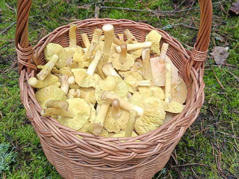 Перед Різдвом чоловік пішов по гриби та здивував знахідками (відео)