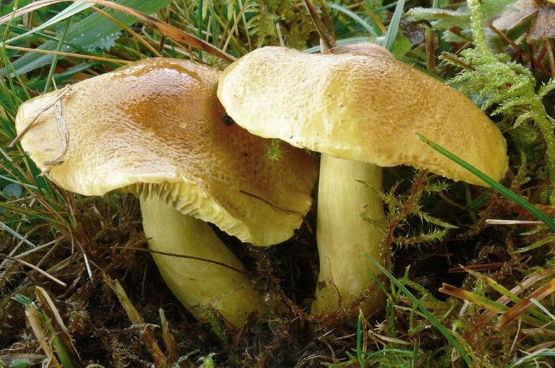 Перед Різдвом чоловік пішов по гриби та здивував знахідками (відео)