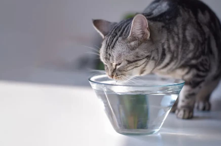 Чому кіт перевертає миску з водою: 5 причин
