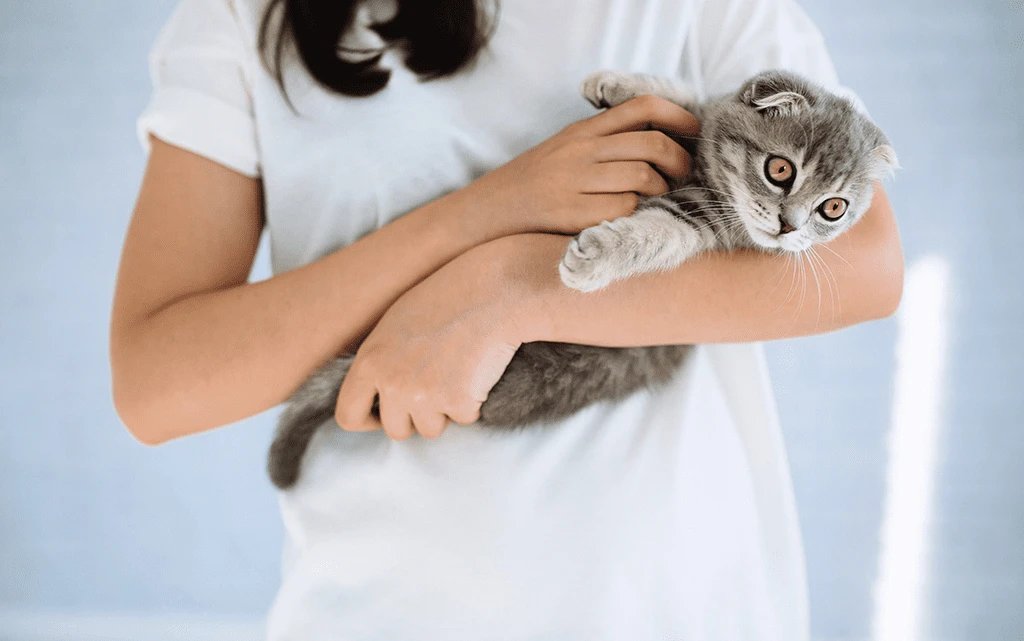Почему кот не любит быть на руках: ветеринары назвали причины