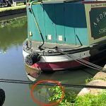 “Колода” у воді виявилася живою істотою (фото) ➤ Infotime.co