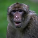 Воїни Стародавнього Риму заводили собі макак, які були їм за дітей ➤ Infotime.co