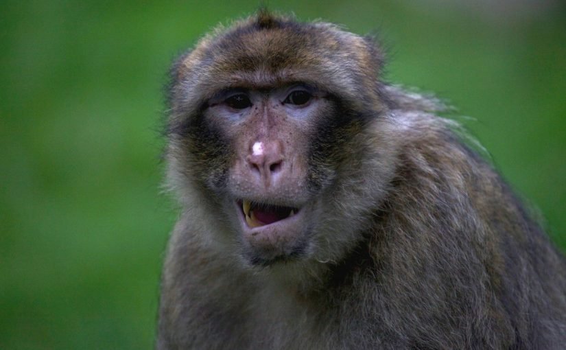 Воїни Стародавнього Риму заводили собі макак, які були їм за дітей ➤ Infotime.co