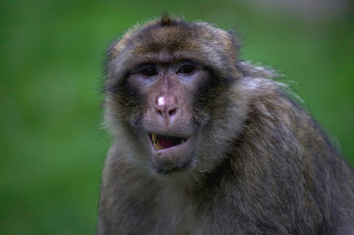 Воїни Стародавнього Риму заводили собі макак, які були їм за дітей ➤ Infotime.co