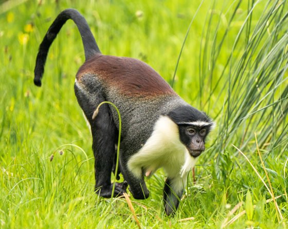 Воїни Стародавнього Риму заводили собі макак, які були їм за дітей