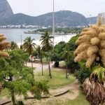 У Бразилії розквітли пальми, що цвітуть лише раз на 80 років (фото) ➤ Infotime.co