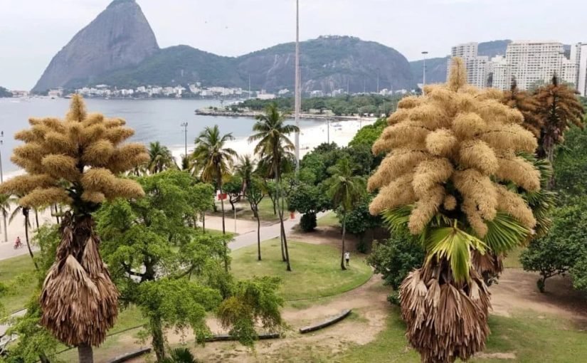 У Бразилії розквітли пальми, що цвітуть лише раз на 80 років (фото) ➤ Infotime.co