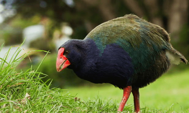 Птица, считавшаяся потерянной навсегда, вернулась: как так произошло