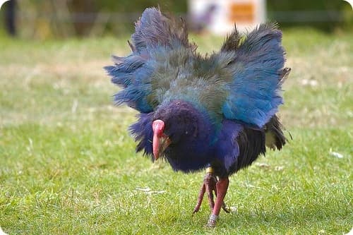 Птица, считавшаяся потерянной навсегда, вернулась: как так произошло ➤ Infotime.co