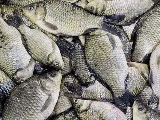 Як визначити свіжість риби та уникнути отруєнь: лікар пояснив головні правила