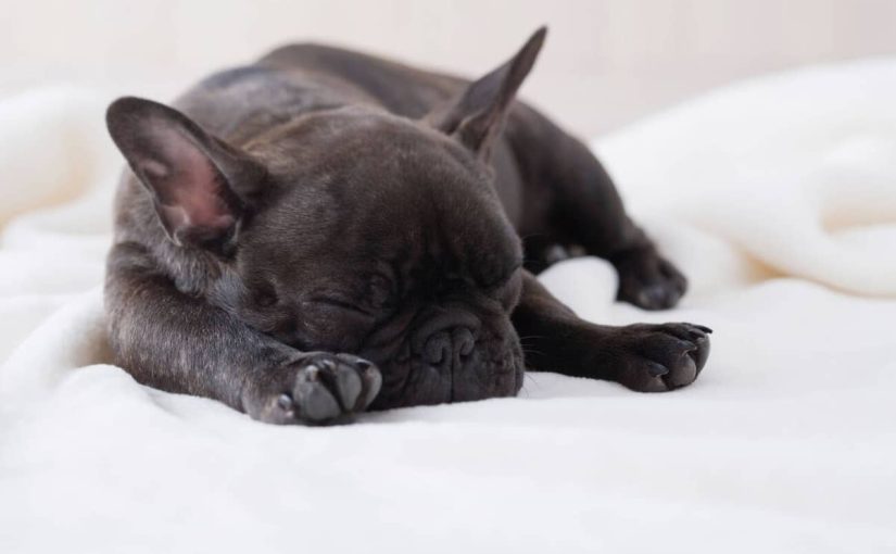 Породы собак, которые любят много спать ➤ Infotime.co