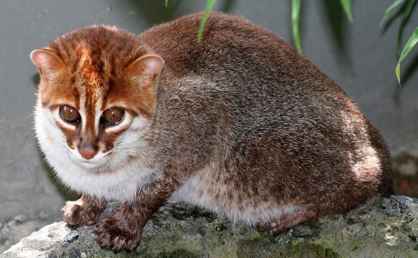 Редких суматранских кошек впервые за 30 лет заметили в Таиланде ➤ Infotime.co