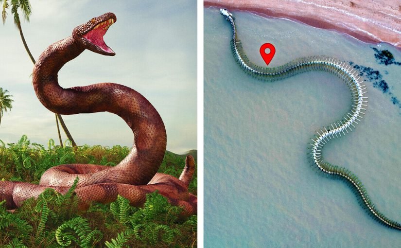 Довша за автобус: вчені нагадали, яка змія стала найбільшою в історії ➤ Infotime.co