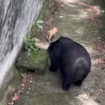 Кіт у зоопарку проліз у вольєр до ведмедів: відео, що зробили хижаки ➤ Infotime.co