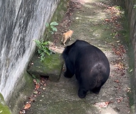 Кот в зоопарке пролез в вольер к медведям: видео, что сделали хищники ➤ Главное.net
