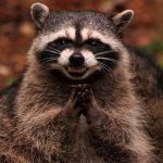 Пьяный енот разгромил магазин и уснул в туалете (фото) ➤ Infotime.co