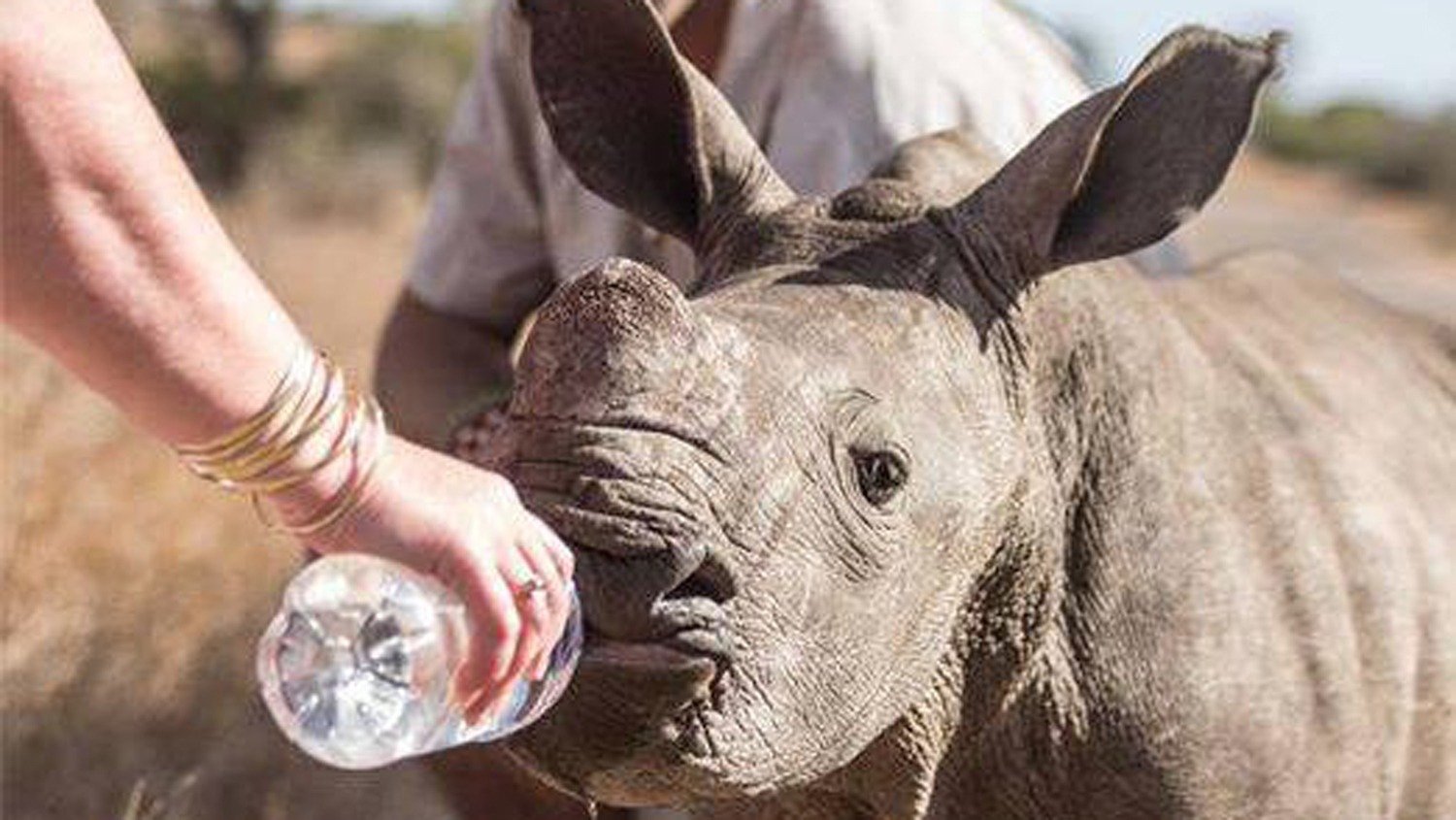 ชายคนหนึ่งพยายามช่วยลูกแรดน้อยให้พ้นถนน เมื่อเขาเข้าใกล้มากขึ้น เขาก็เริ่มรู้สึกว่ามีบางอย่างผิดปกติ