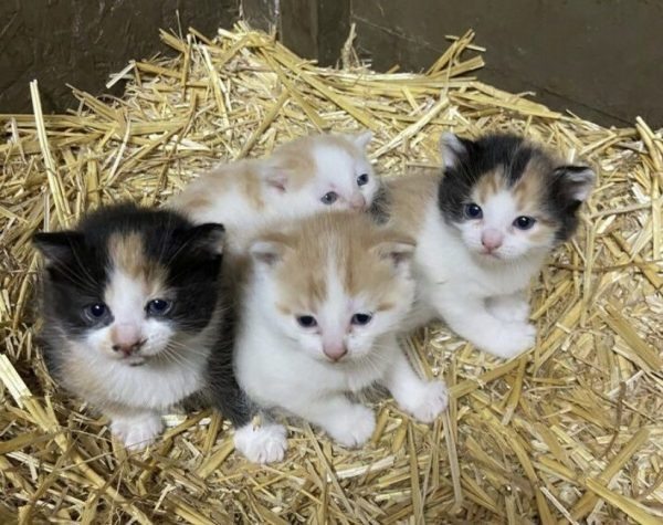 Er fand winzige, flauschige Bündel in der Scheune … doch die Worte des Tierarztes veränderten alles