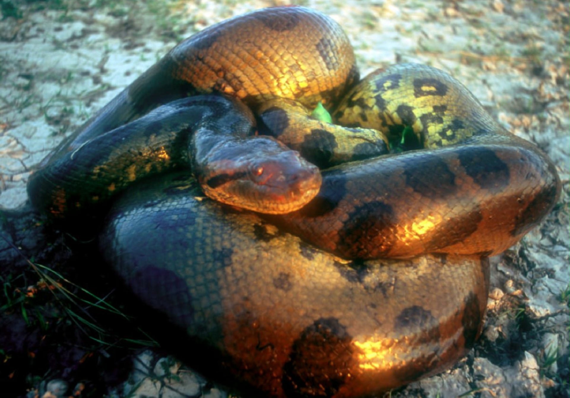 Науковці знайшли новий вид гігантських анаконд в Амазонії