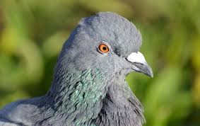 До вікна прилетів голуб: не ігноруйте прикмету