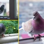 К окну прилетел голубь: не игнорируйте примету ➤ Infotime.co