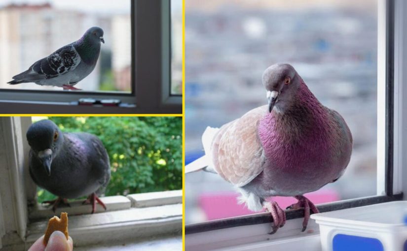 К окну прилетел голубь: не игнорируйте примету ➤ Infotime.co