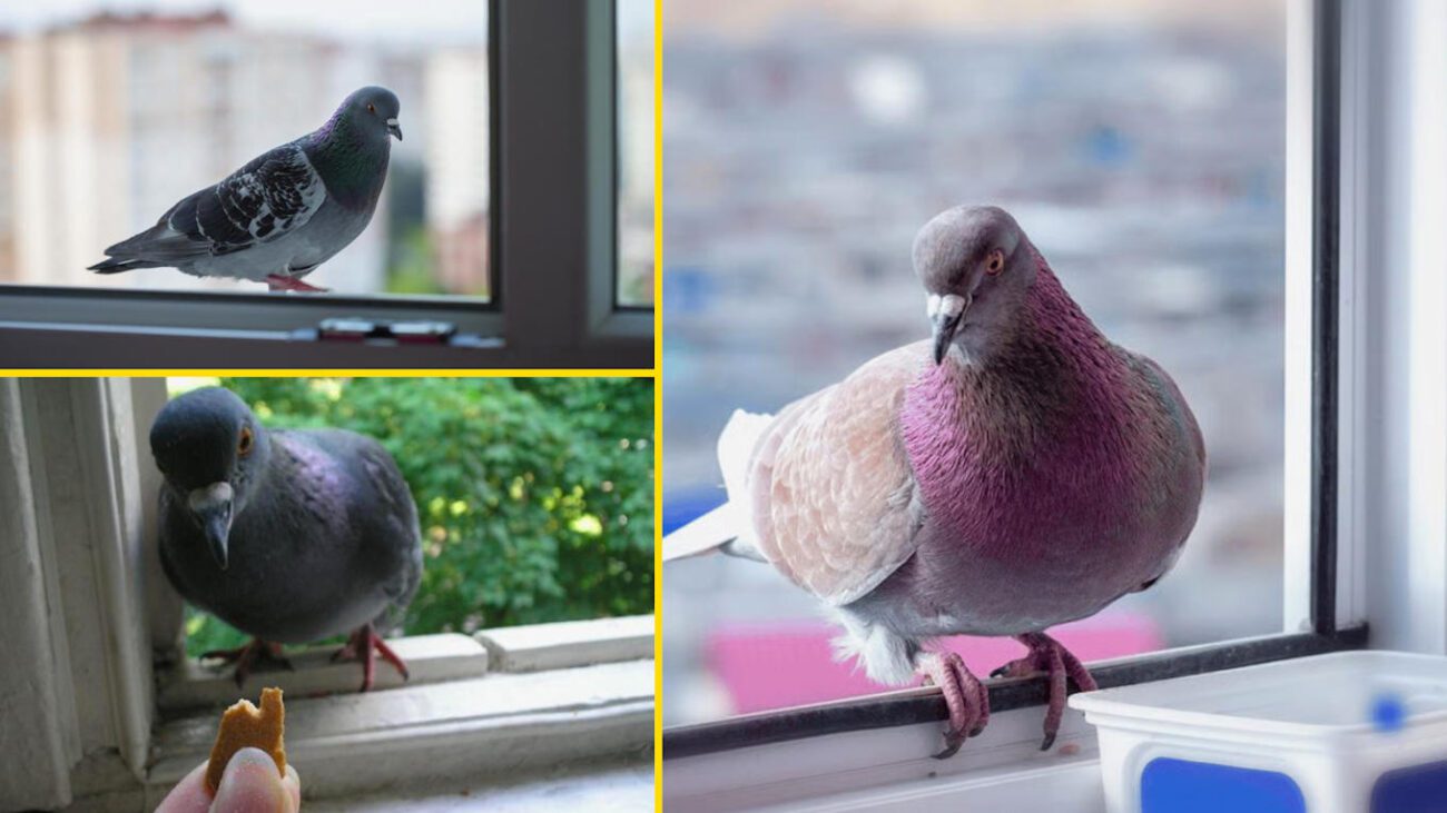 До вікна прилетів голуб: не ігноруйте прикмету ➤ Infotime.co